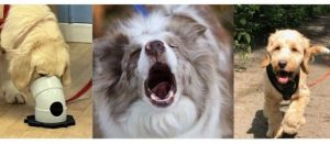 Reactive Dog, Recall, Scent Work