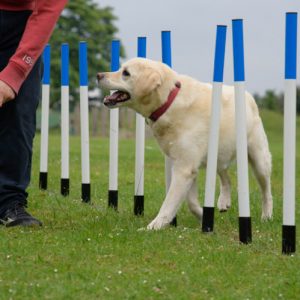 Fun Agility for Pet Dogs
